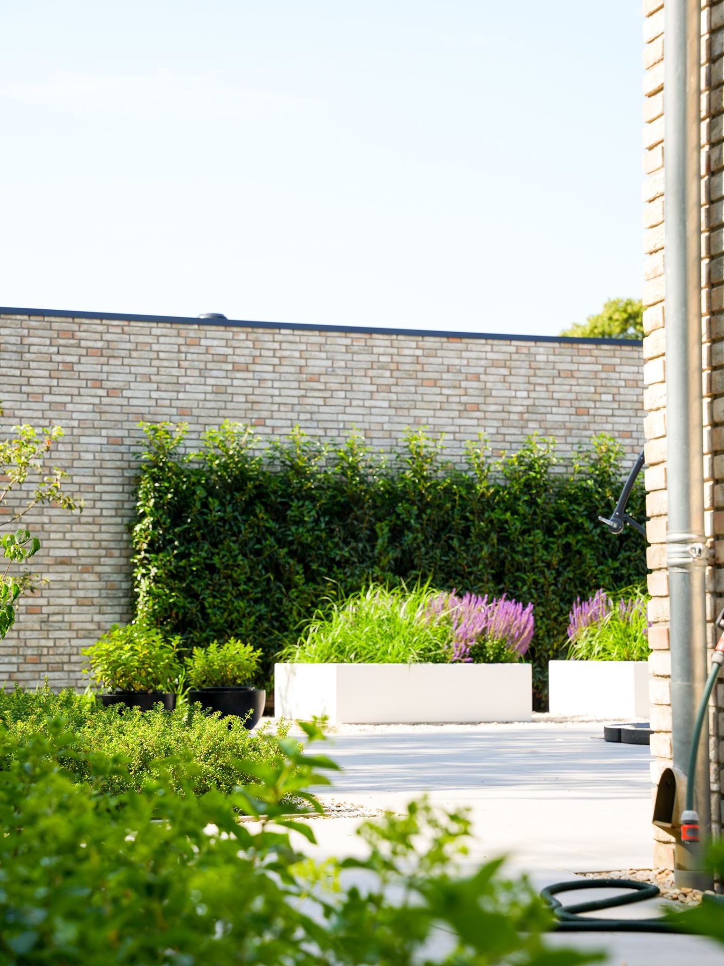 Strakke tuin met klimop en vaste planten